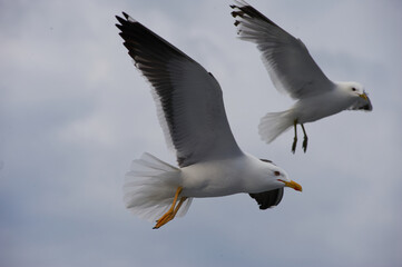 A seagull flies in the sky with clouds.