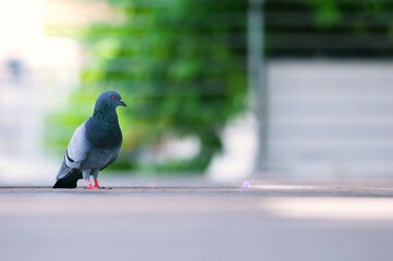 A Pigeon standing on a ground in the city. Pigeon standing. Dove or pigeon on blurry background. Pigeon in city concept photo.