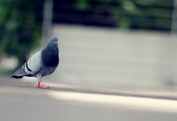 A Pigeon standing on a ground in the city. Pigeon standing. Dove or pigeon on blurry background. Pigeon in city concept photo.