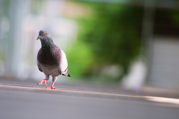 A Pigeon standing on a ground in the city. Pigeon standing. Dove or pigeon on blurry background. Pigeon in city concept photo.