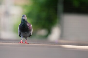 A Pigeon standing on a ground in the city. Pigeon standing. Dove or pigeon on blurry background. Pigeon in city concept photo.