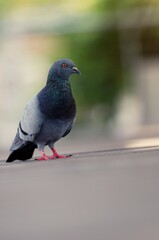 A Pigeon standing on a ground in the city. Pigeon standing. Dove or pigeon on blurry background. Pigeon in city concept photo.