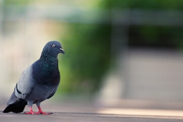 A Pigeon standing on a ground in the city. Pigeon standing. Dove or pigeon on blurry background. Pigeon in city concept photo.