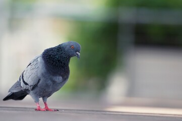 A Pigeon standing on a ground in the city. Pigeon standing. Dove or pigeon on blurry background. Pigeon in city concept photo.