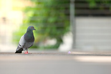 A Pigeon standing on a ground in the city. Pigeon standing. Dove or pigeon on blurry background. Pigeon in city concept photo.