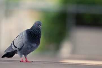 A Pigeon standing on a ground in the city. Pigeon standing. Dove or pigeon on blurry background. Pigeon in city concept photo.