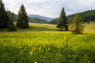 Fototapeta premium View of a sunlit mountain meadow overgrown with yellow wild peonies