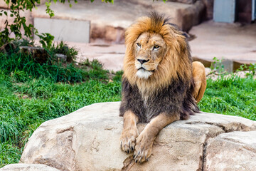 Lion laying on rock sitting up proud.