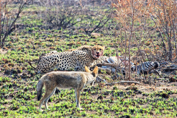 Cheetah on a kill with jackal