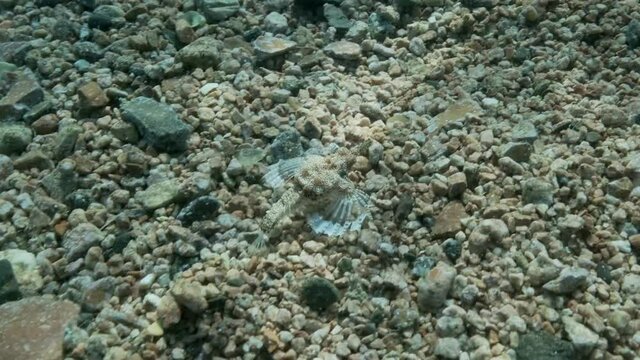 Seamoth moves on the sandy bottom in shallow water in sun rays. Pegasus, Little Dragonfish or Common Seamoth (Eurypegasus draconis). Slow motion