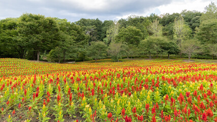 キバナコスモス