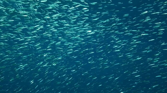 Massive shoal of Blue sprat, Delicate round herring or blueback sprat (Spratelloides delicatulus). Massive school of small fish swims in blue water in sunbeams. Slow motion