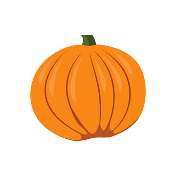 Fresh orange pumpkin on a white background. Autumn harvest. An image for your illustration or a template for Halloween pumpkin. Vector