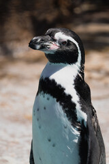 Obraz premium ペンギン