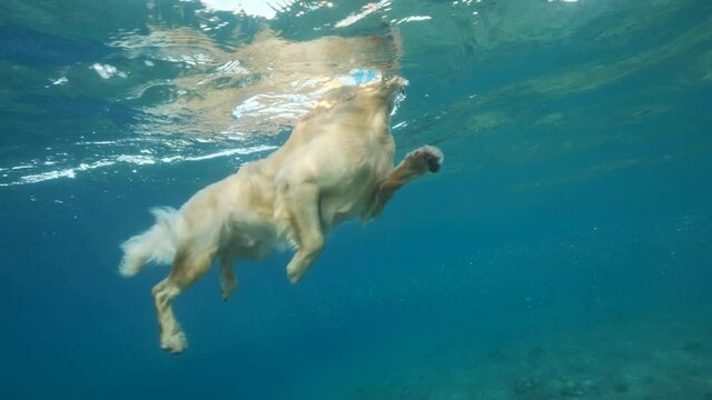 Slow motion, Golden retriever swim on surface of water in the sea. The dog swims on the surface of the water. Underwater view