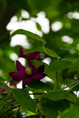 Clematis – a purple flower on the summer garden.