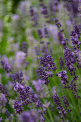 Lavender, close up of fresh lavender field.