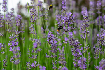 bumblebee pollinating herbal lavender flowers in a field.