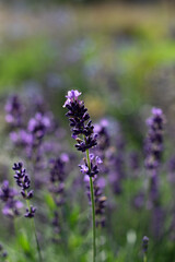 Lavender, close up of fresh lavender field.
