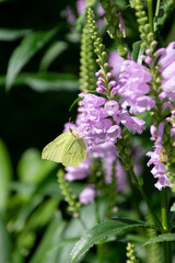 The small white butterfly (pieris rapae) &ndash; a white insect, pollinating false dragonhead (obedient plant, physostegia virginiana) flowers in a garden.