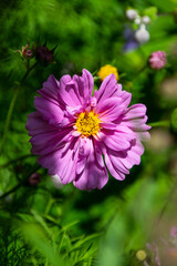 Obraz premium Mexican aster (cosmos bipinnatus) – a pink flower on the summer garden.