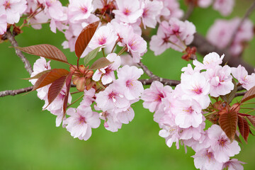 さくら『八重紫桜』