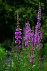 Purple loosestrife (lythrum salicaria)– pink flowers on a summer meadow or garden.