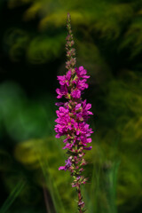 Purple loosestrife (lythrum salicaria)– pink flowers on a summer meadow or garden.