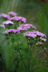 Common yarrows (achillea millefolium) - pink flowers on the summer garden.