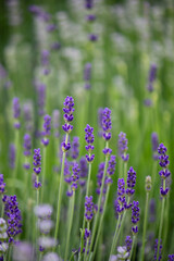 Lavender, close up of fresh lavender field.