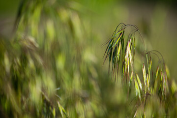 Green grass abstract background.