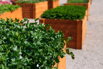 Fototapeta na wymiar Parsley grows in wooden pot in the roof garden. Spicy herb Petroselinum crispum for nutrition, use in alternative medicine and cosmetology, outdoors