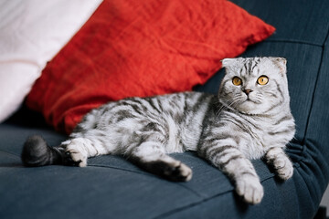 Scottish fold tabby cat lying on the couch at home     