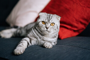 Scottish fold tabby cat lying on the couch at home     