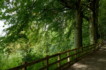 Vista de bosques noruegos