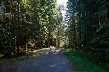 Obraz premium Vista de bosques noruegos