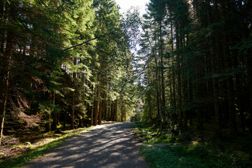Vista de bosques noruegos
