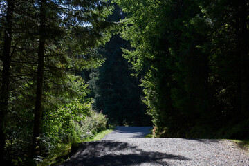Vista de bosques noruegos