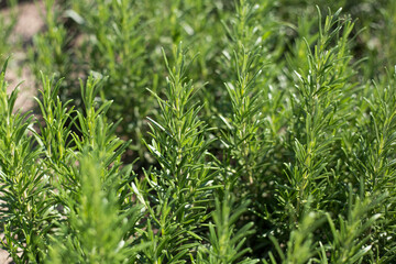 Fresh Rosemary Herb grow outdoor. Plant Ready to Cook, healthy food concept, top view. Organic farming. Home Gardening. Ingredients for dish