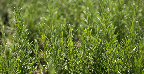 Obraz premium Fresh Rosemary Herb grow outdoor. Plant Ready to Cook, healthy food concept, top view. Organic farming. Home Gardening. Ingredients for dish