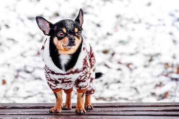 Purebred Chihuahua on a walk in winter in clothes. A charming outfit for a dog. Winter walk.