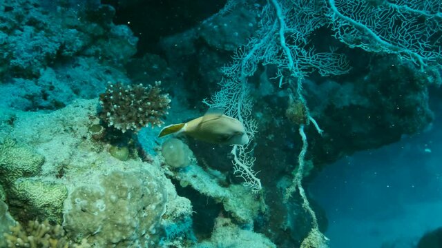 Triggerfish swims near reef. Bluethroat triggerfish (Sufflamen albicaudatum), Slow motion