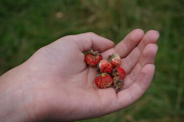 wild strawberries in the palm of a child