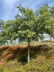 tree in the field