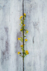 Medicinal hypericum with yellow flowers lies on wooden boards. Beautiful background. Top view.