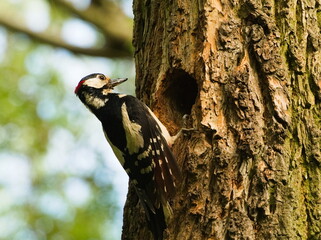 Great spotted woodpecker (Dendrocopos major). Woodpecker in a tree by a hollow.