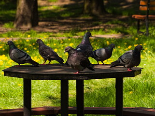 Feral pigeons on a table(Columba livia domestica), city doves, city pigeons, street pigeons