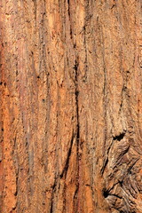 Legno di sequoia,Trunk of sequoia