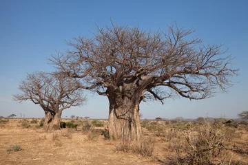 Foto op Canvas Adansonia digitata, the African baobab in the dry season. It is the most widespread tree species of the genus Adansonia, the baobabs, and is native to the African continent, enduring dry conditions. © Pedro Bigeriego