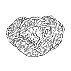 Vector illustration of savoy cabbage black outline. Hand drawn vegetable design for logo, icon, banner.